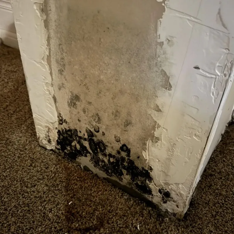 Professional Mold Removal in Duncan, OK